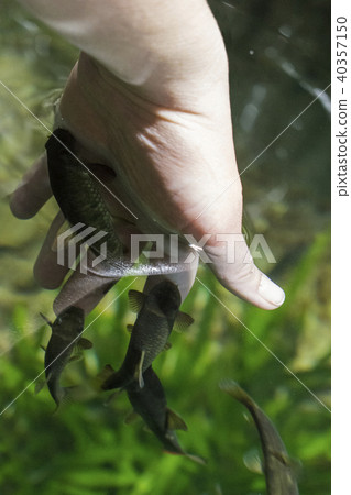 Manicure spa treatment. Hand and finger skin care treatment in water with fish 40357150