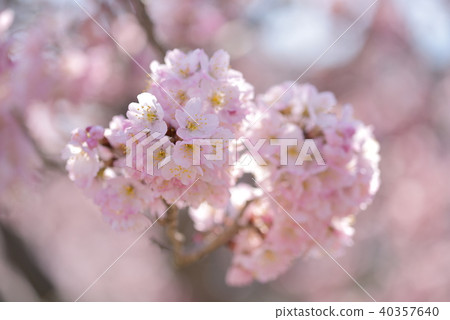 春天的櫻花樹 40357640