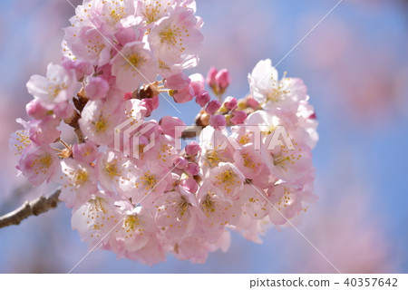 Spring cherry tree 40357642