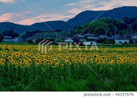 Sunflower and dawn (Bi China Branch) Sunflower and dawn (Bi China Branch) 40357676