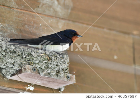 Making a swallow's nest 40357687