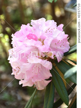 Rhododendron 40357710