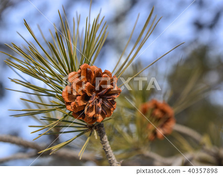 Pine cone Pine cone 40357898