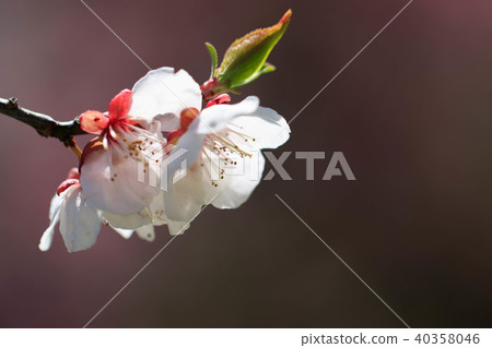 Plum blossom  40358046