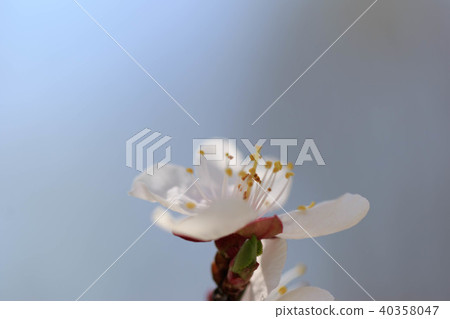 Plum blossom  40358047