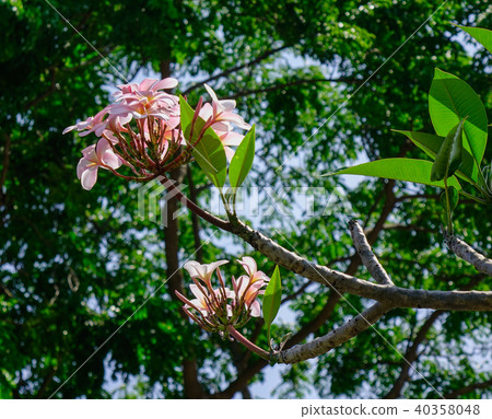 Plumeria flowers on tree 40358048