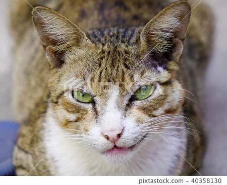 Cat looking at the camera 40358130