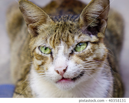 Cat looking at the camera Cat looking at the camera 40358131