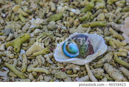 Snail with blue sea background Snail with blue sea background 40358423