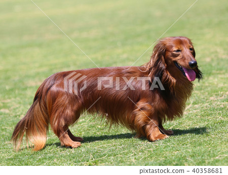 Dachshund playing 40358681