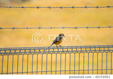 Moz perching on a fence with barbed wire 40358901