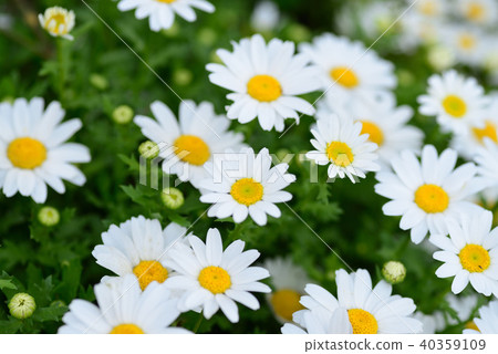 Margaret Margaret 40359109