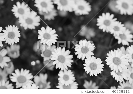 Margaret (monochrome) Margaret (monochrome) 40359111