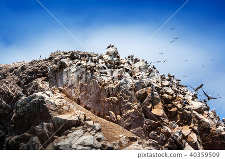 peruvian gannets on rock 40359509
