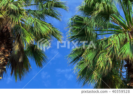 two palm trees 40359528