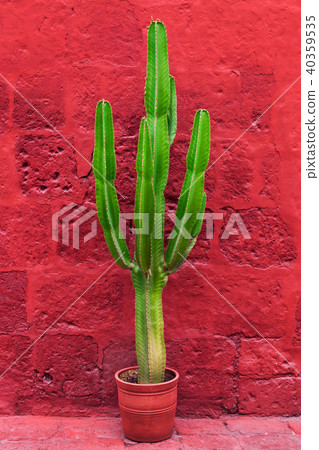 large cactus 40359535