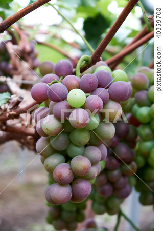 vineyard vineyard 40359708