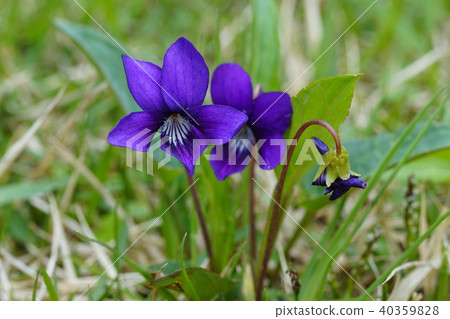紫羅蘭色花藍色紫色 40359828