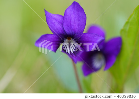 Violet flower blue purple 40359830