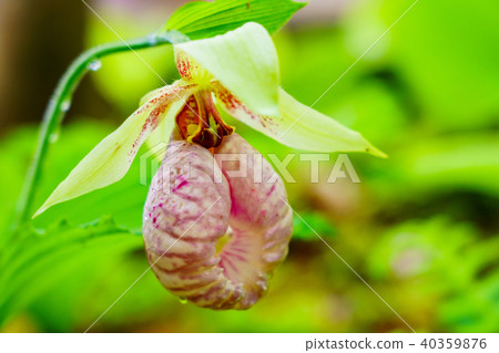 熊花 熊花 40359876