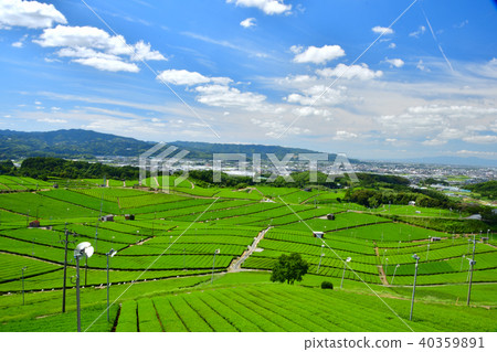 Yame茶茶園風景 Yame茶茶園風景 40359891
