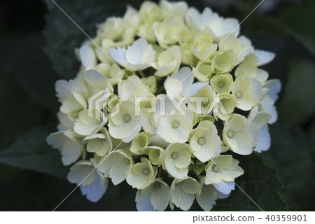 陽明山紫陽花季 40359901