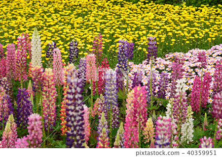Lupine and Daisy Flower Fields 40359951
