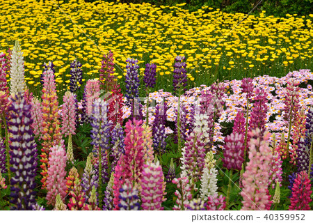 Lupine and Daisy Flower Fields 40359952