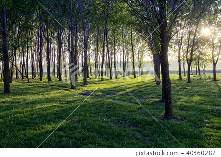 Sun beams pour through trees Sun beams pour through trees 40360282