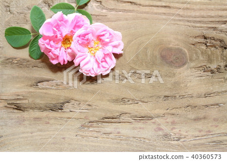 Damask rose Damask rose 40360573