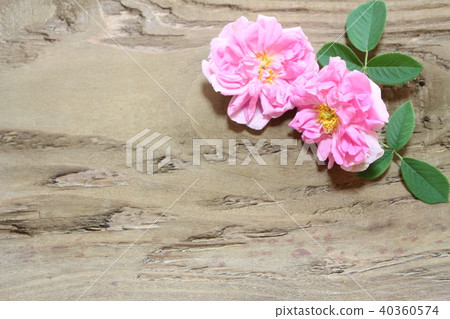 大馬士革玫瑰 40360574