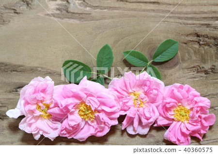 Damask rose 40360575