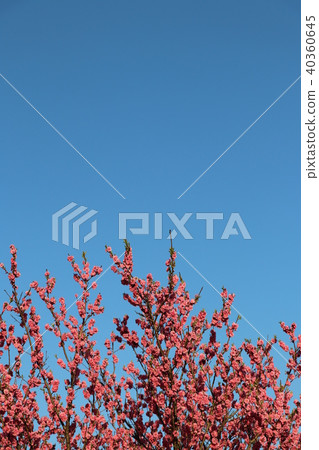 Cherry Blossoms	 40360645