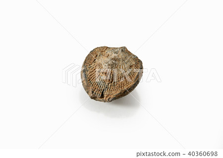 化石 化石 40360698