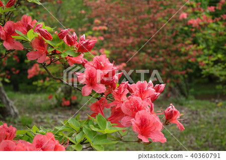 Yamato azalea Yamato azalea 40360791