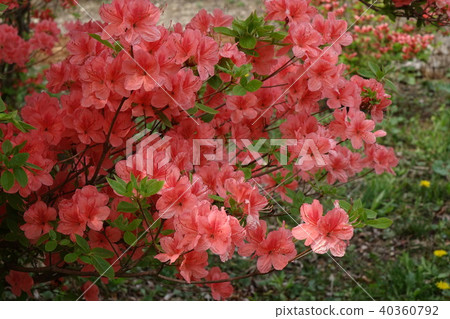 大和杜鵑花 大和杜鵑花 40360792