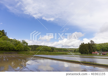 Flooded paddy field 40361135