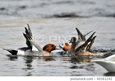 Hydrangea that sets its wings 40361242