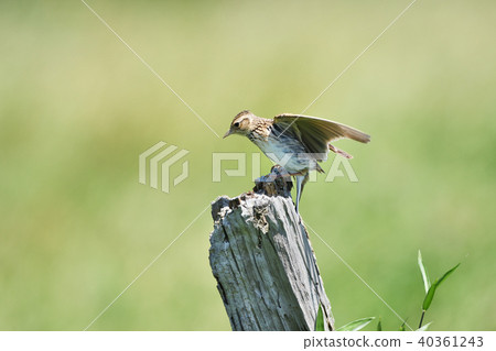 Lark of a perch 40361243