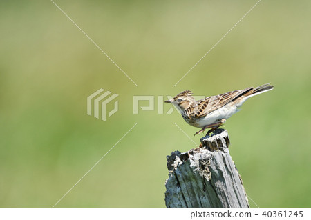 Lark of a perch 40361245