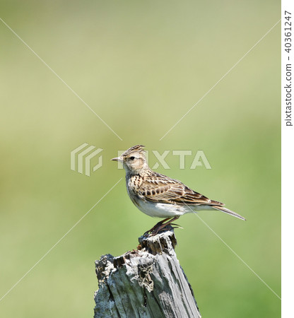 Lark of a perch 40361247
