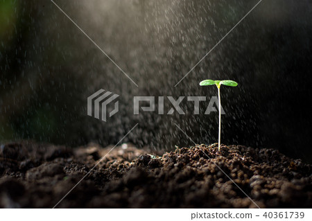 The seedling are growing in the soil. 40361739