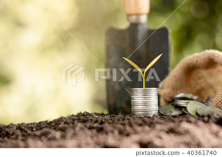 The seedlings are growing on coins. The seedlings are growing on coins. 40361740