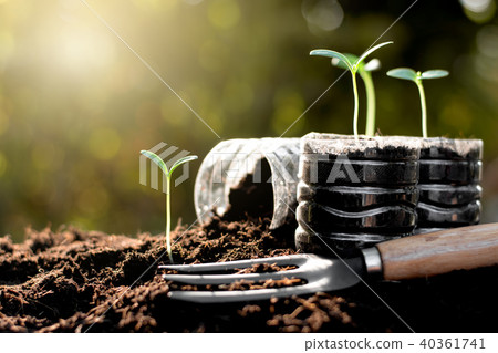 The seedlings are grown from rich soils. The seedlings are grown from rich soils. 40361741