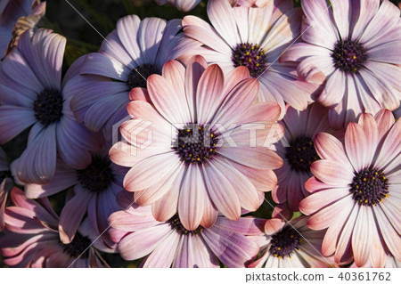 Osteospermum Serenity Pink Magic Osteospermum Serenity Pink Magic 40361762