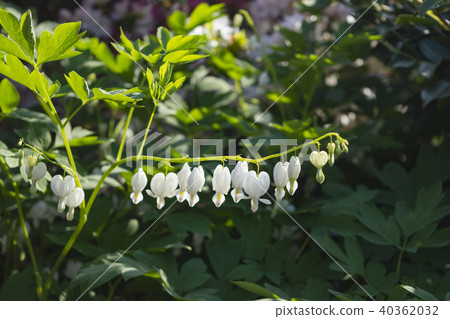 White persimmon white White persimmon white 40362032