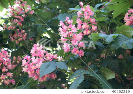 紅花花 紅花花 40362219