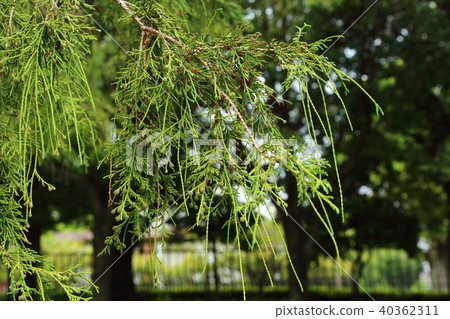  公園針葉樹，Filifera Aurea 40362311