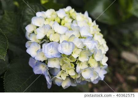 陽明山紫陽花季 40362575