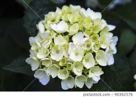 陽明山紫陽花季 40362576